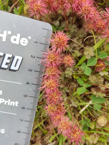 Image of Acaena inermis by no rights reserved