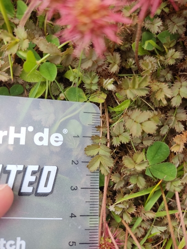 Image of Acaena inermis by no rights reserved