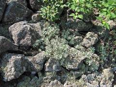 Artemisia lagocephala