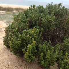 Thymus carnosus