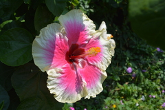 Hibiscus rosa-sinensis