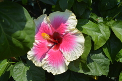 Hibiscus rosa-sinensis