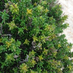 Thymus carnosus
