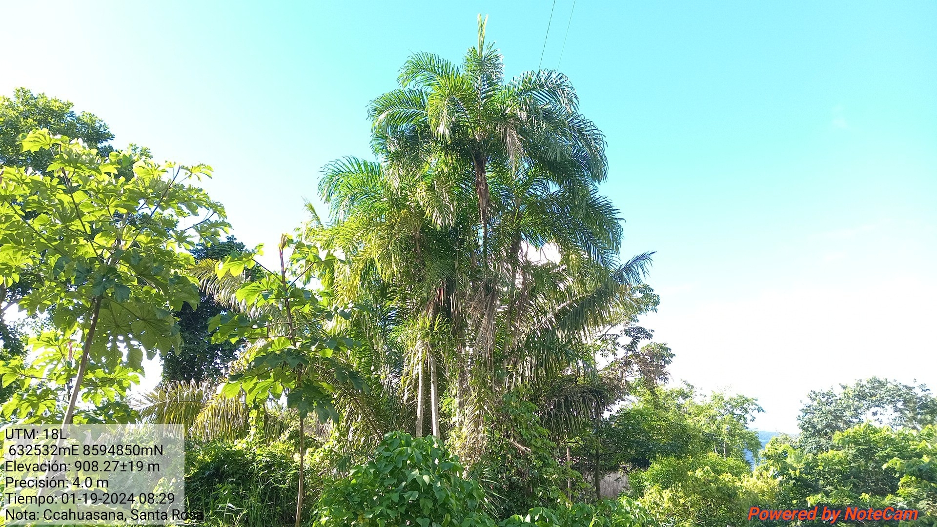 Imagem de Pupunha
