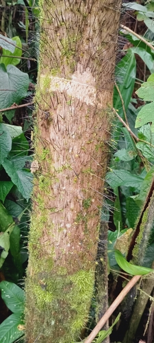 Image of Bactris gasipaes by (c) Alfredo Gutierrez Dipaz, some rights reserved (CC BY)
