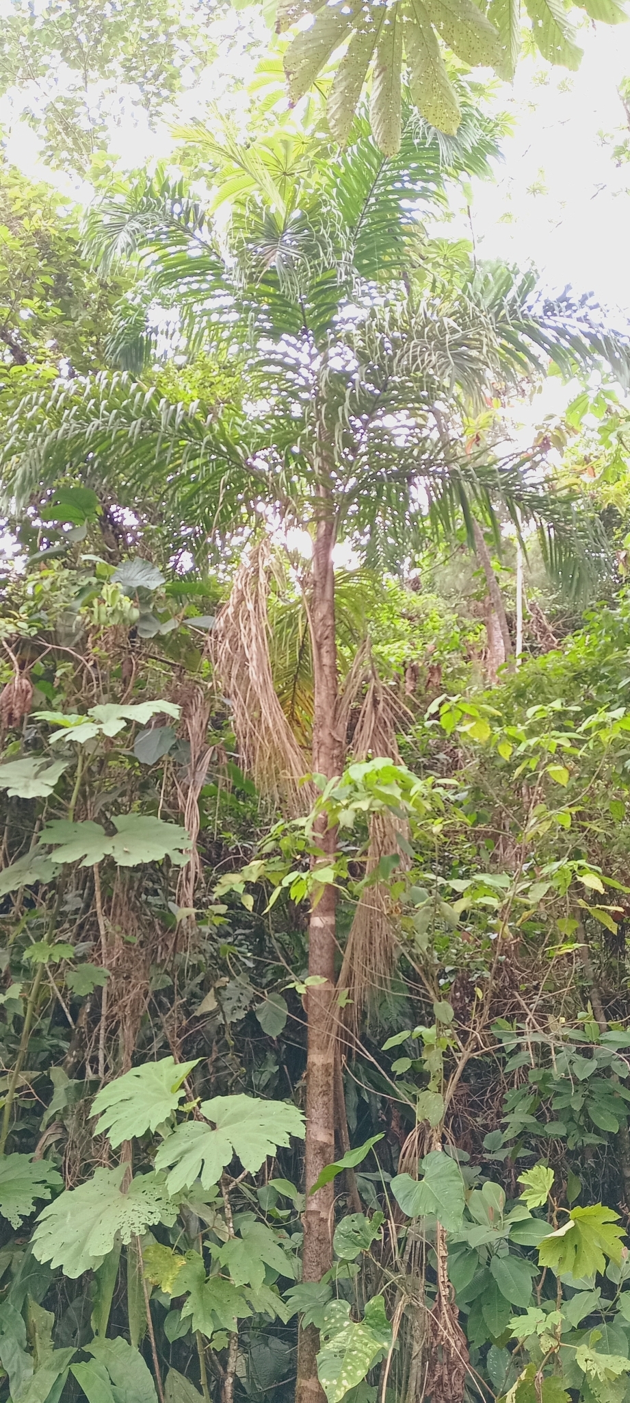 Imagem de Pupunha