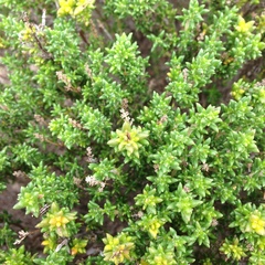 Thymus carnosus