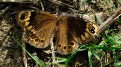 Dira clytus eurina