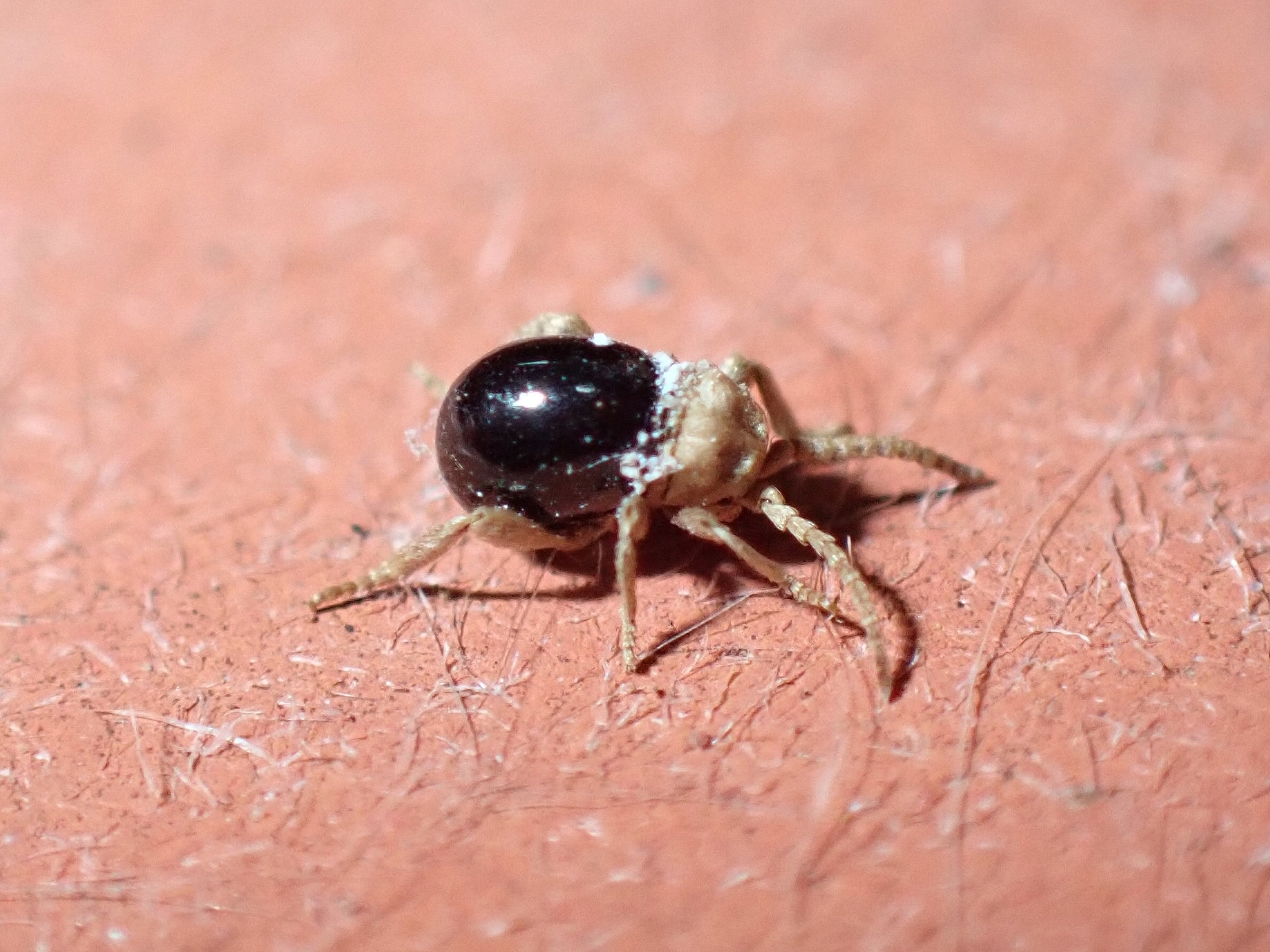 Mezium americanum
