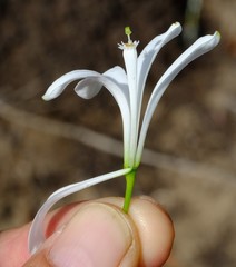 Turraea obtusifolia