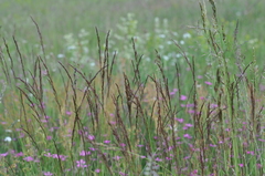 Agrostis vinealis