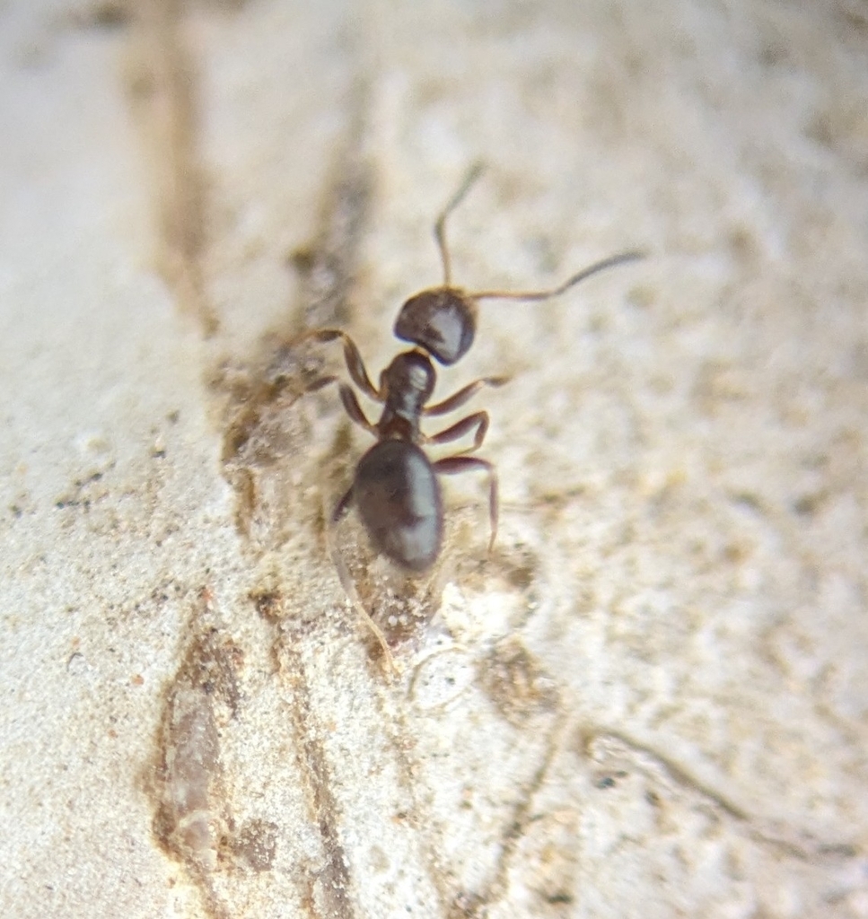 Dark Rover Ant in January 2024 by Leif · iNaturalist