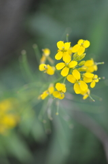 Erysimum aureum