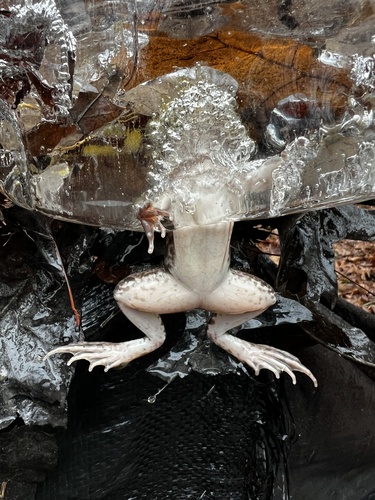 Green Frog photographed in Kentucky