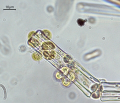 Chrysosphaera