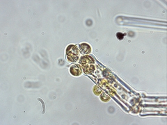 Chrysosphaera