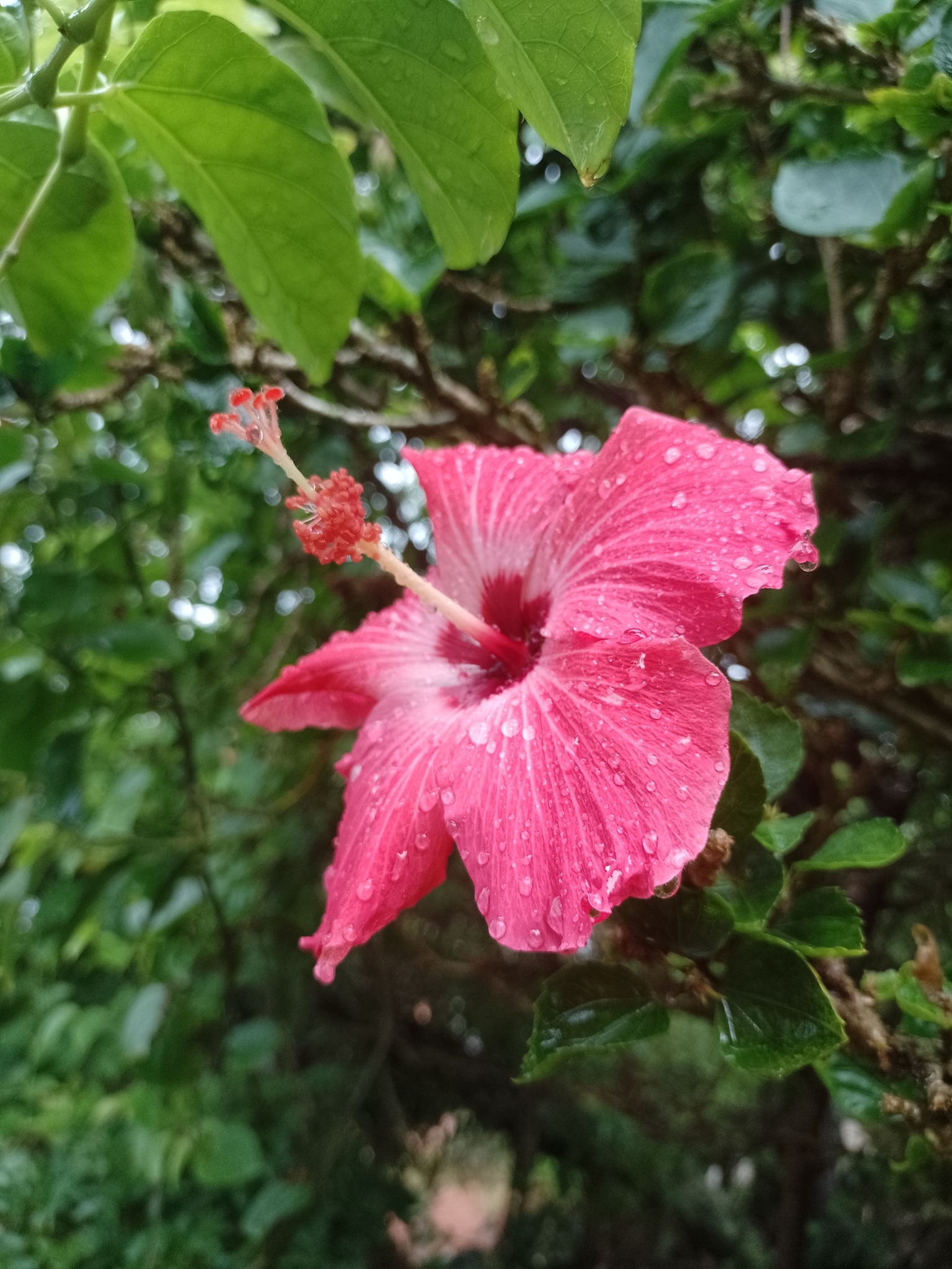 Imagem de Hibisco