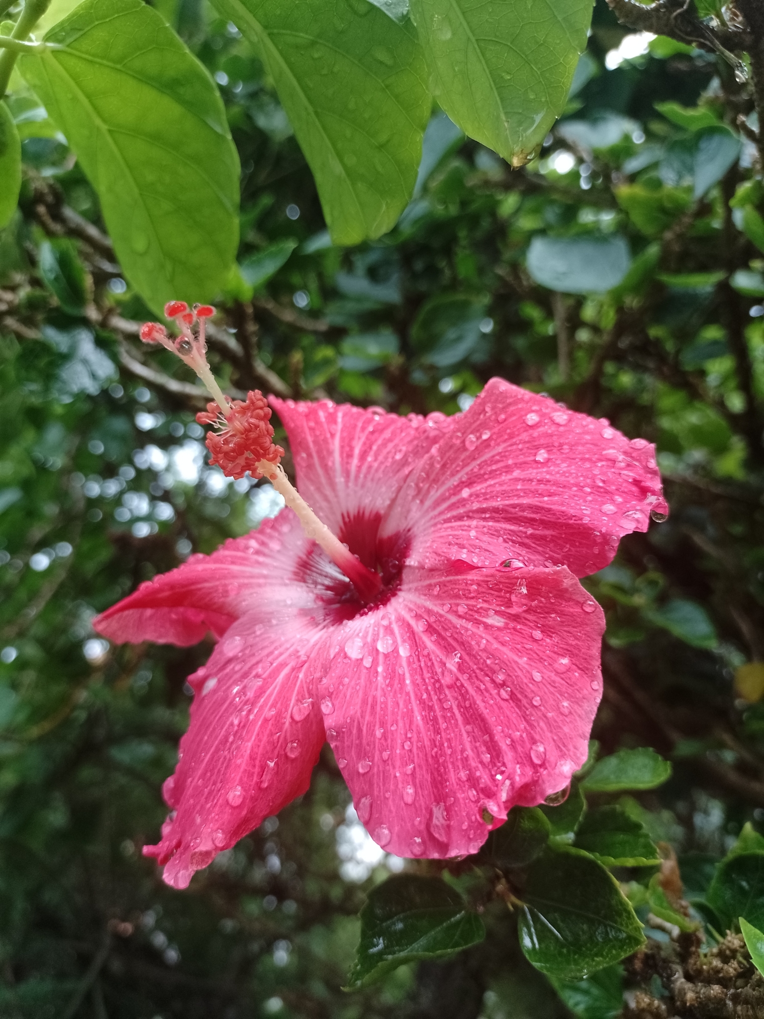 Imagem de Hibisco