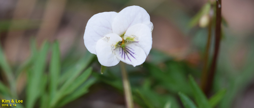 Viola albida, photograph 3