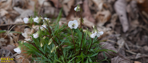 Viola albida, photograph 2