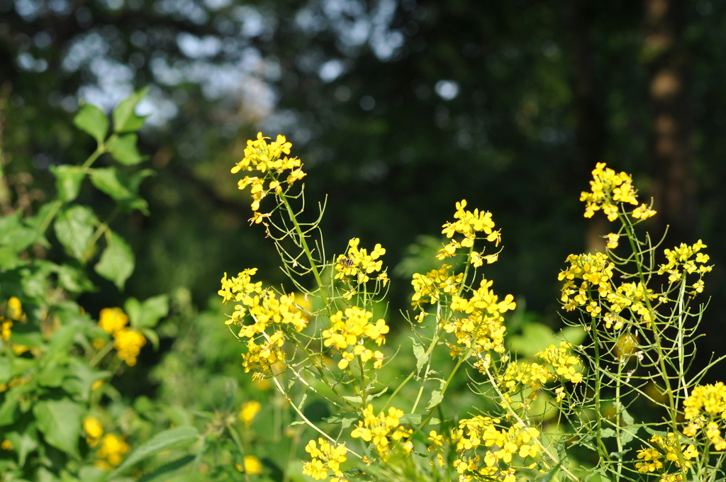 Erysimum aureum
