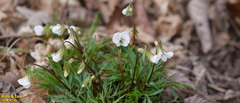 Viola albida