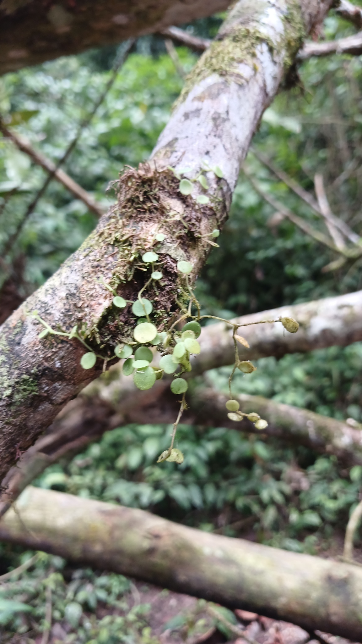 Imagem de Peperomia Hope