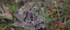 Pulsatilla cernua