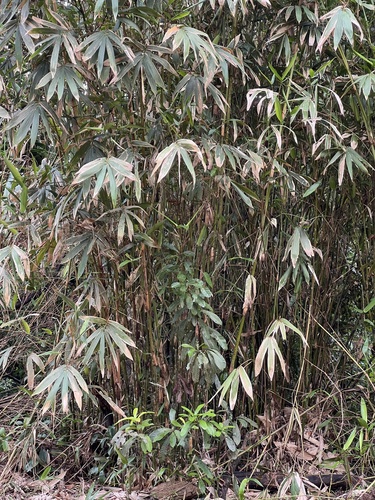 Neololeba atra observed 2024-01-23