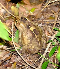 Sclerophrys pardalis