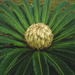 Sago Cycad - Photo (c) kuqi_baba, some rights reserved (CC BY-NC), uploaded by kuqi_baba