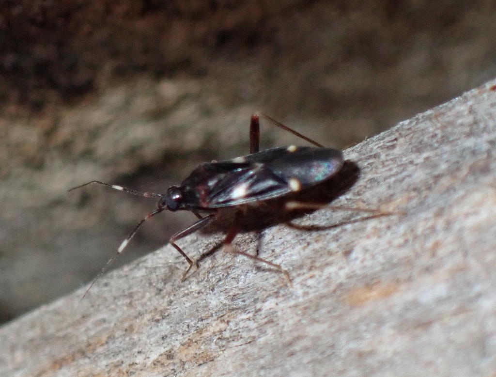 Capsid Bug