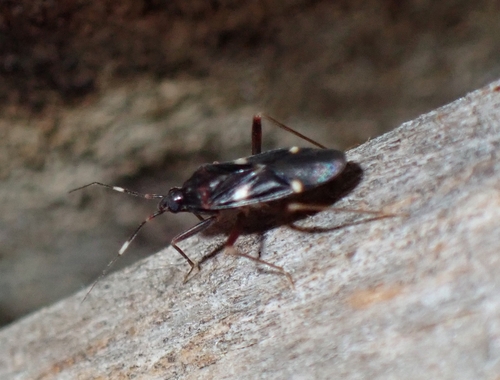 Capsid Bug