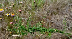 Felicia erigeroides