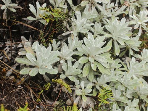 Image of White Mountain Daisy (Celmisia incana) by (c) Joe Dillon, some rights reserved (CC BY)