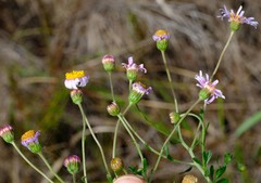 Felicia erigeroides