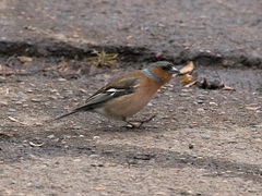 Fringilla coelebs