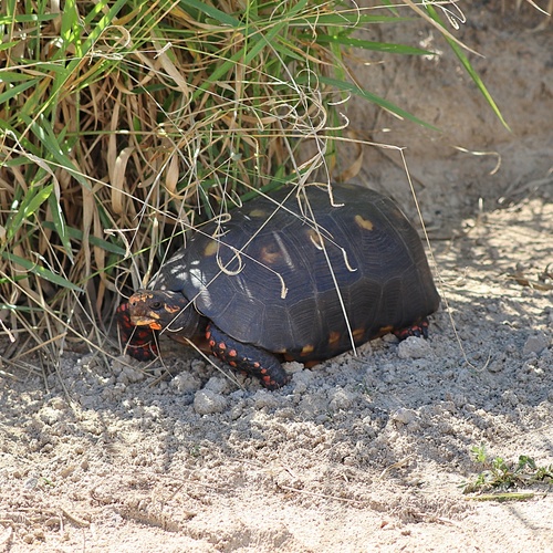 Red-footed Tortoise, Chelonoidis carbonarius