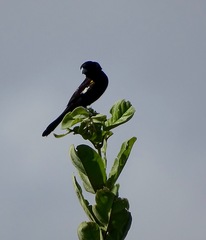 Euplectes albonotatus