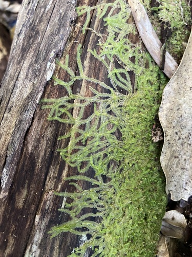Lophocolea hawaica