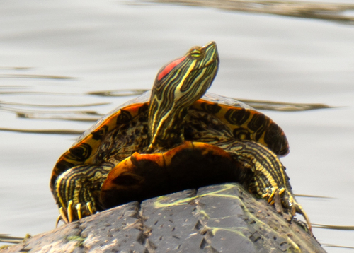 Testuggine palustre americana