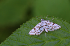 Nymphula nitidulata
