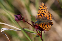 Boloria aquilonaris