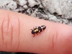 Cheilomenes sexmaculata