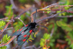 Zygaena exulans