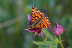 Boloria aquilonaris
