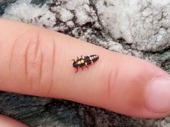 Cheilomenes sexmaculata