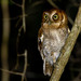 Middle American Screech-Owl - Photo (c) Ken Chamberlain, some rights reserved (CC BY-NC), uploaded by Ken Chamberlain