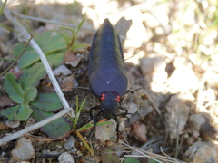 Physomeloe corallifer