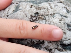 Cheilomenes sexmaculata